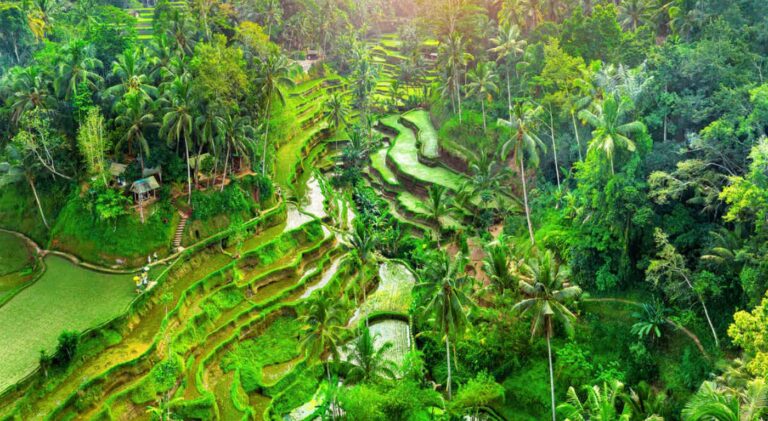 Terraços de arroz de Tegalalang em Bali ao amanhecer — uma das paisagens mais fotografadas da Indonésia